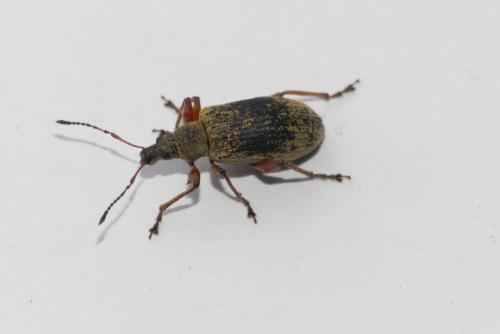Réf. 181 050 : Phyllobius glaucus